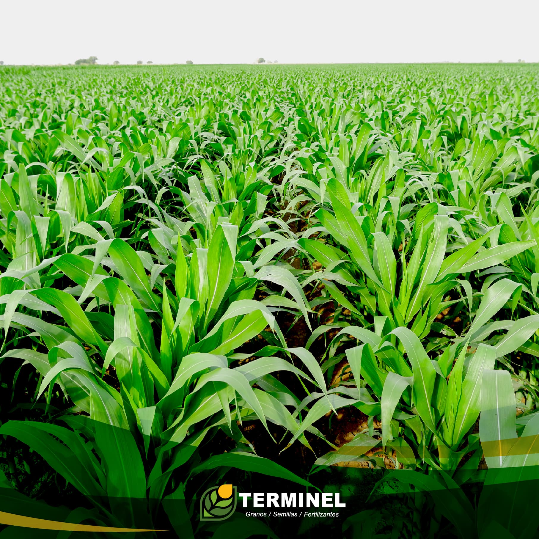 Campo Sinaloense - Grupo Terminel